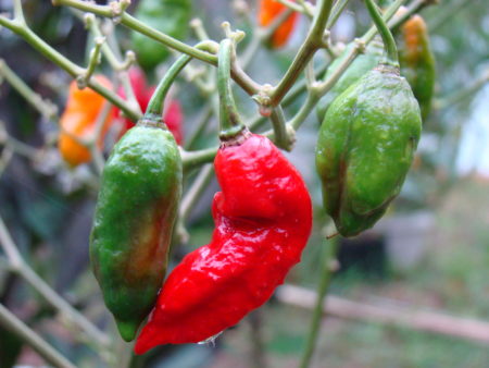 Bhut Jolokia RED