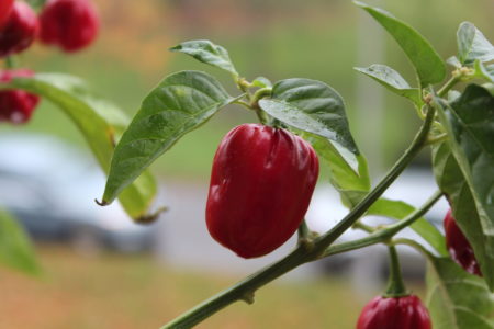Habanero Red Savina – paprička
