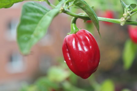 Habanero Red Savina – paprička