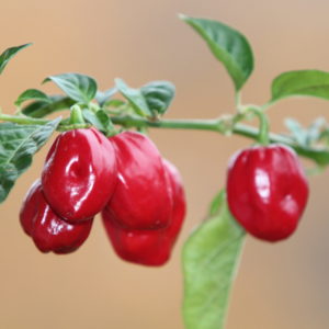 Habanero Red Savina – papričky