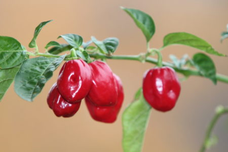 Habanero Red Savina – papričky