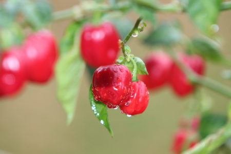 Habanero Red Savina – papričky