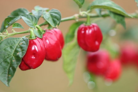 Habanero Red Savina – trs
