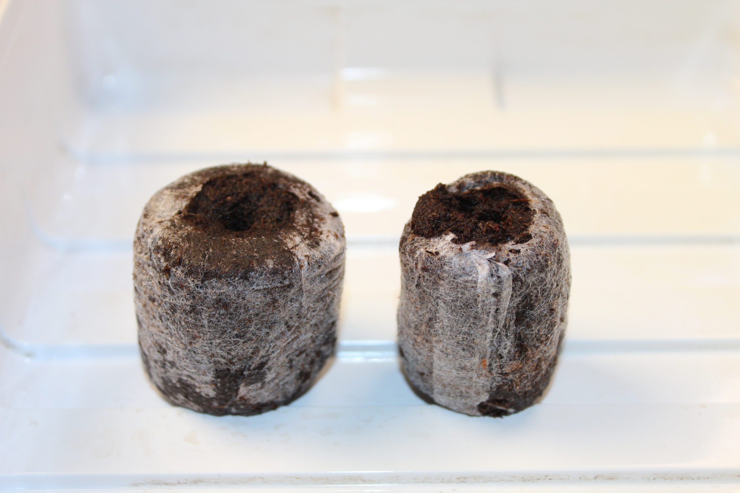 IMG_2971 Jiffy-7 rašelinové výsevní tablety nabobtnané