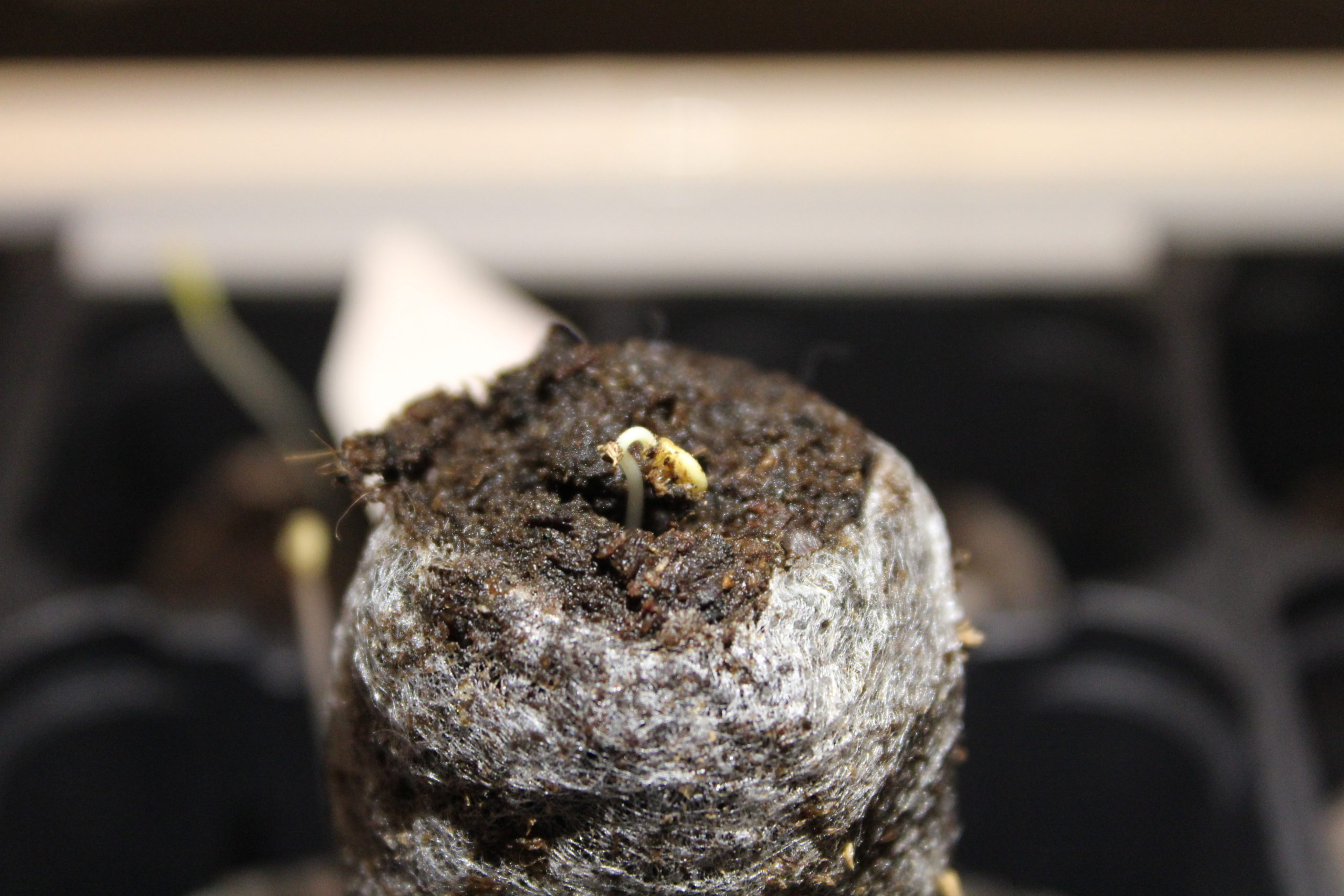 IMG_3351 Jiffy-7 rašelinové výsevní tablety