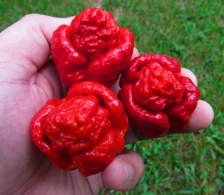 Trinidad Scorpion Moruga – Semínka 10ks