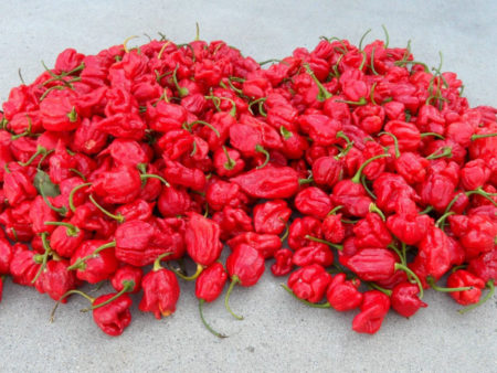 Trinidad Scorpion Moruga – Semínka 10ks