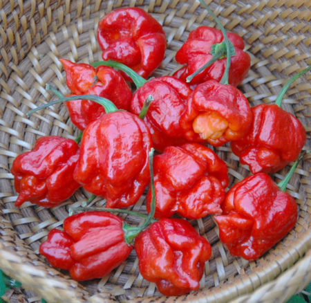 Trinidad Scorpion Moruga – Semínka 10ks