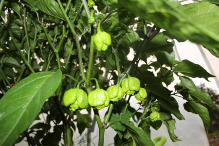 Trinidad Scorpion Moruga – Semínka 10ks