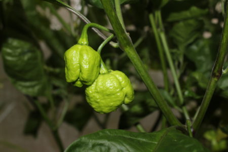 Trinidad Scorpion Moruga – Semínka 10ks