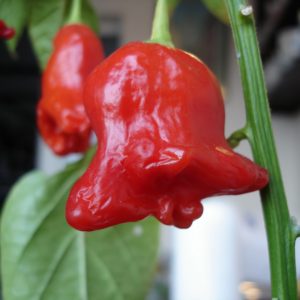 bishop zvoneček chilli