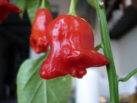 bishop zvoneček chilli