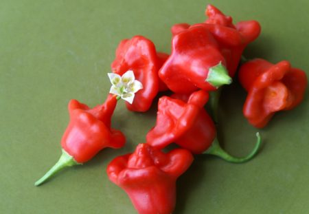 bishop zvoneček chilli