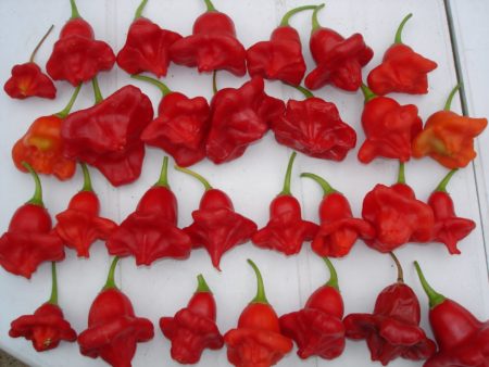 bishop zvoneček chilli