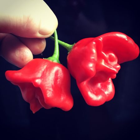 bishop zvoneček chilli