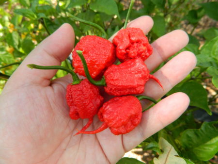 Carolina Reaper – Semínka 10ks