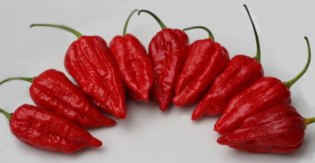 Dorset Naga