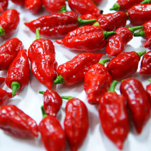 Dorset Naga