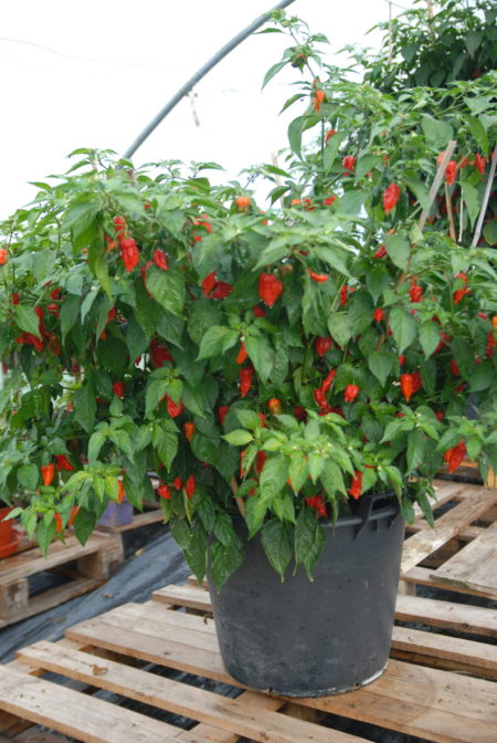 Dorset Naga keřík rekord
