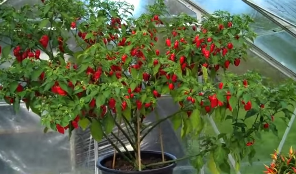 Dorset Naga rekord 781 papriček