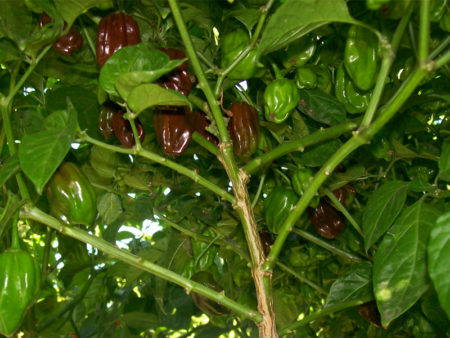 Chocolate Habanero keř s papričkama