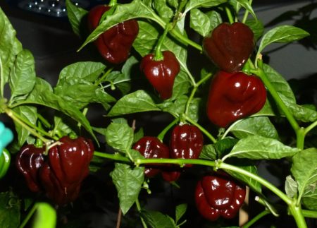 Chocolate Habanero keř s papričkama 2