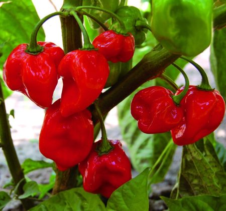 Habanero RED papričky