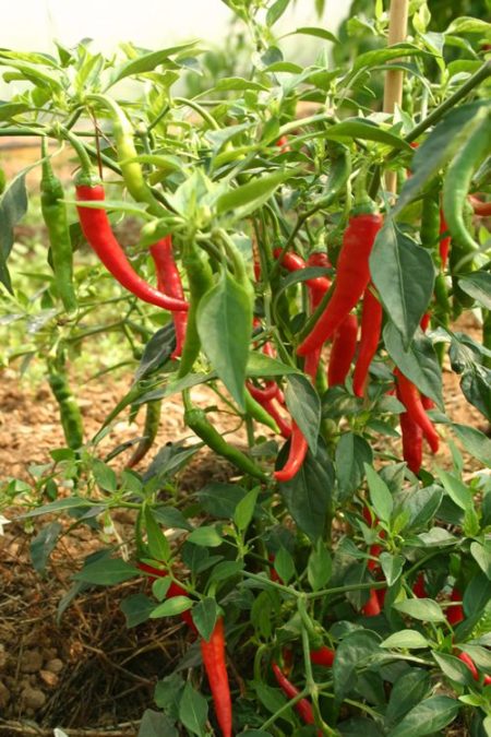 Ring of Fire chilli paprička