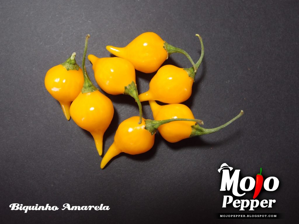 Biquinho Amarela chilli