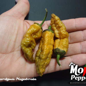 MustardGum Nagabrain