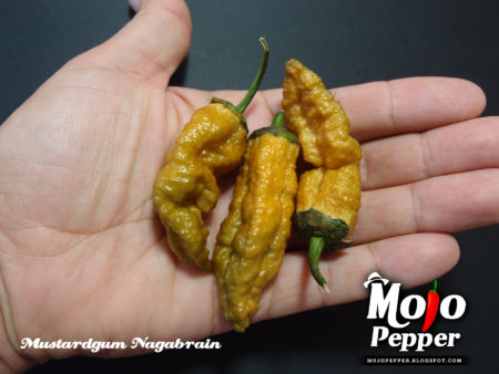 MustardGum Nagabrain