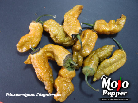 MustardGum Nagabrain