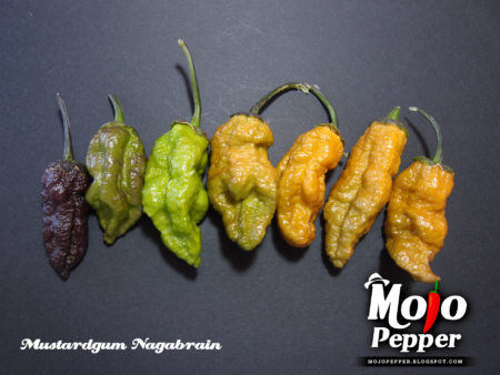 MustardGum Nagabrain