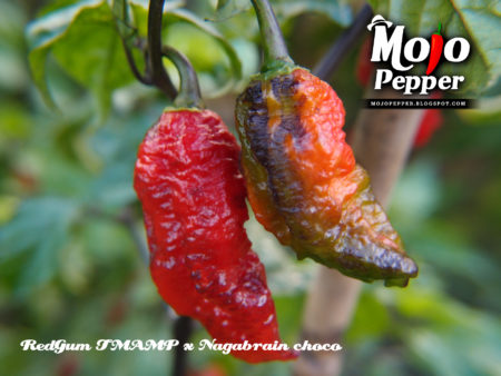 RedGum TigerMAMP a Nagabrain choco