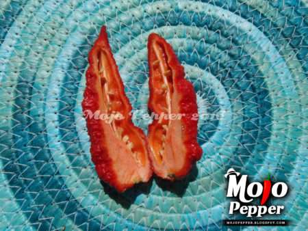 RedGum TigerMAMP a Nagabrain choco