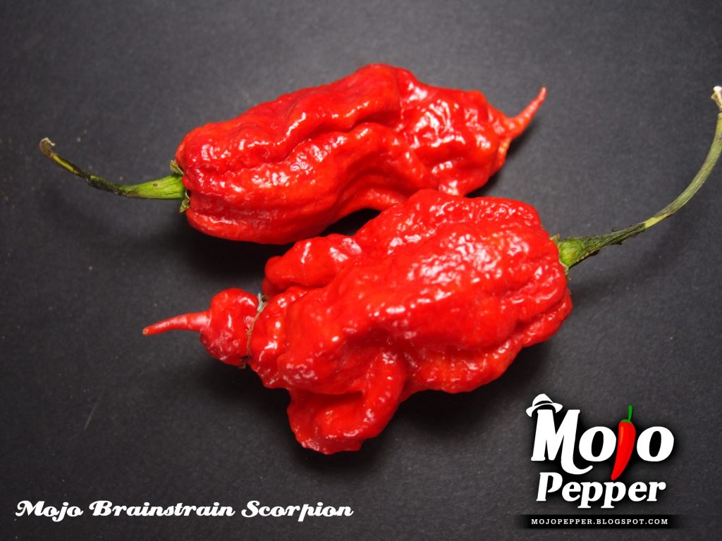 Mojo Brainstrain Scorpion