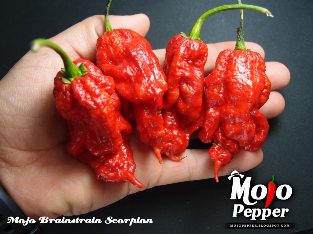 Mojo Brainstrain Scorpion