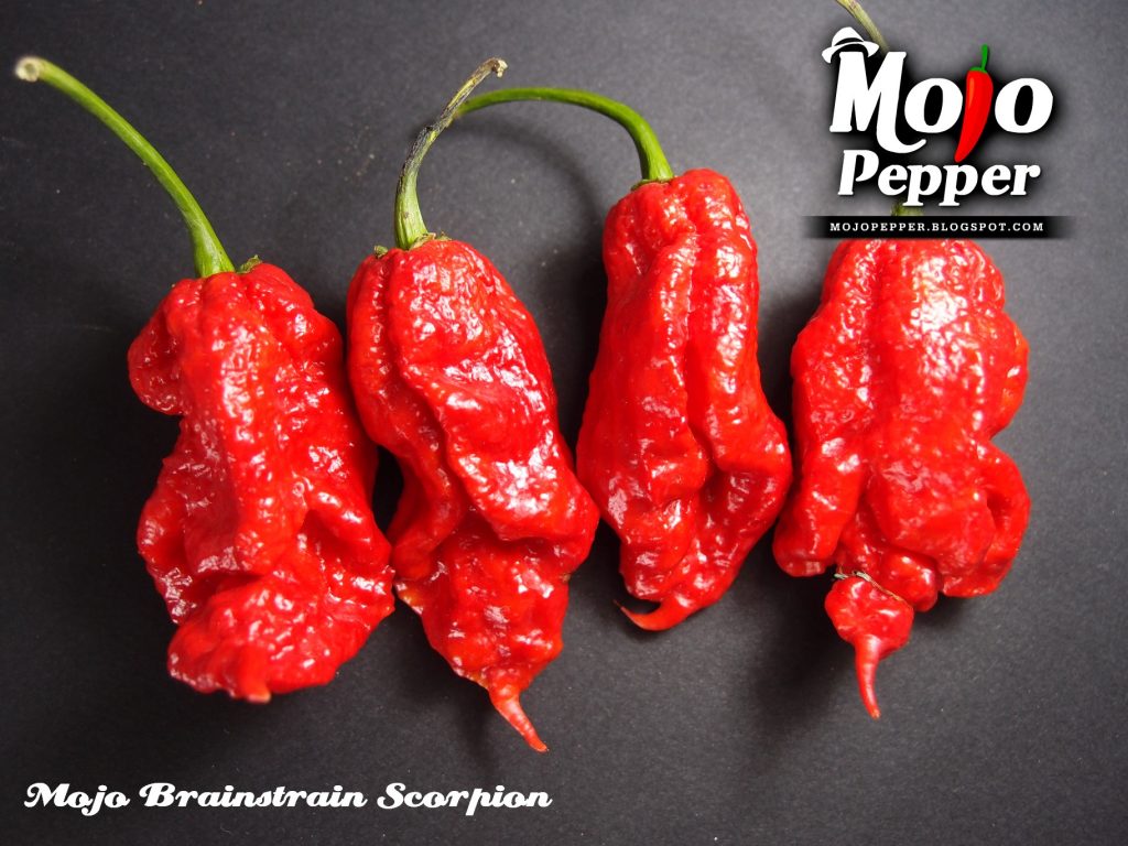 Mojo Brainstrain Scorpion