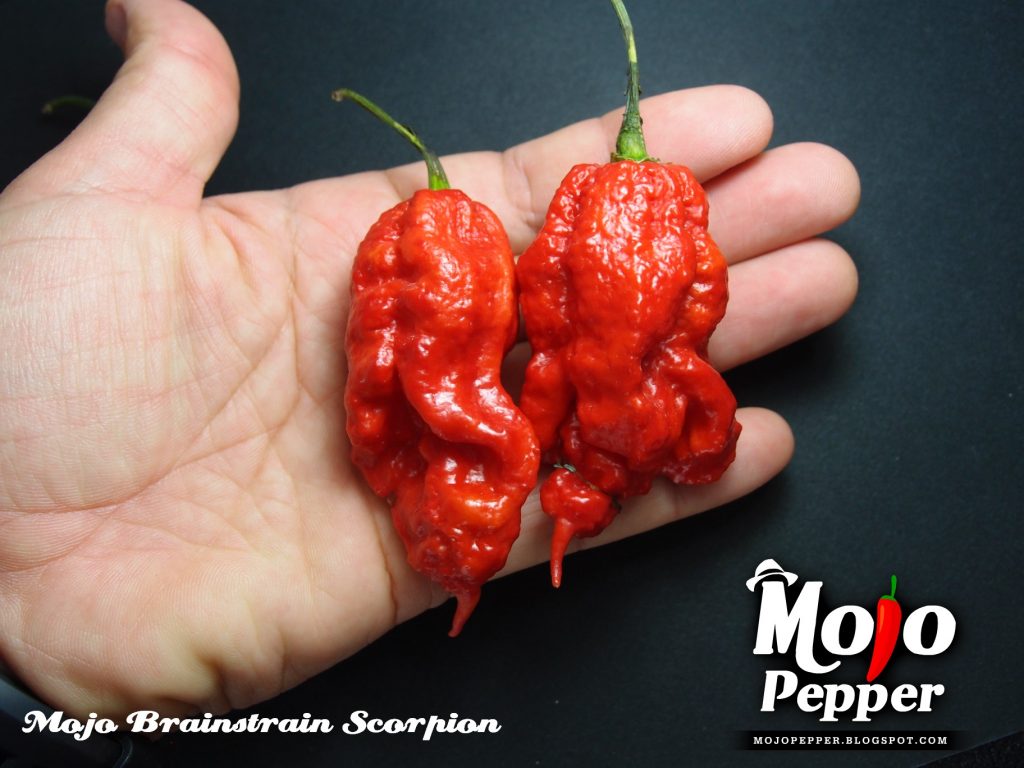 Mojo Brainstrain Scorpion