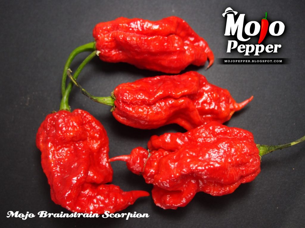 Mojo Brainstrain Scorpion