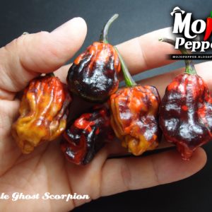 Purple Ghost Scorpion